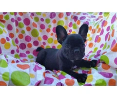 8 weeks old french bulldog puppies for sale in texas - 2