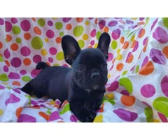 8 weeks old french bulldog puppies for sale in texas - 3