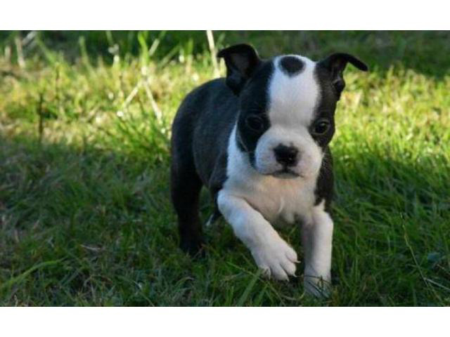 6 weeks old boston terrier puppies for sale in va in Emporia, Virginia