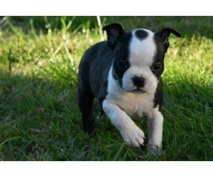 6 weeks old boston terrier puppies for sale in va