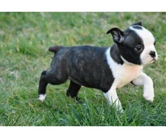 6 weeks old boston terrier puppies for sale in va - 2