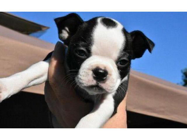 6 weeks old boston terrier puppies for sale in va in