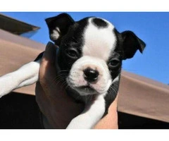 6 weeks old boston terrier puppies for sale in va - 3