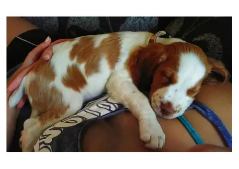 brittany spaniel puppies for sale in texas