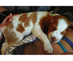 brittany spaniel puppies for sale in texas