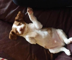 brittany spaniel puppies for sale in texas - 2