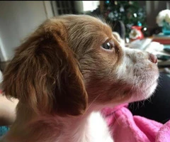 brittany spaniel puppies for sale in texas - 3