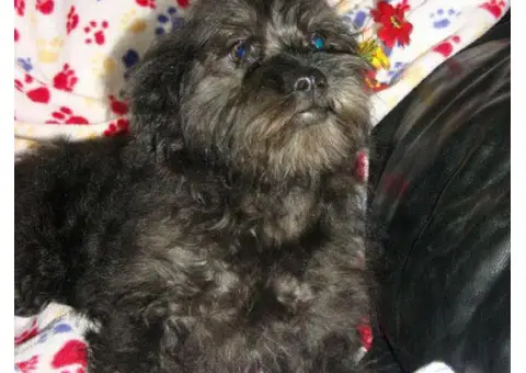 affenpinscher puppy for sale