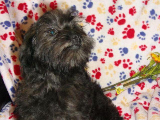 affenpinscher puppy for sale in New Castle, Delaware  