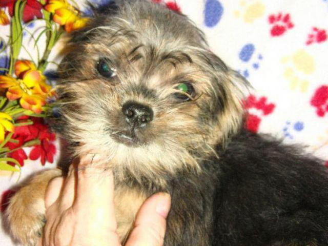 affenpinscher puppy for sale in New Castle, Delaware