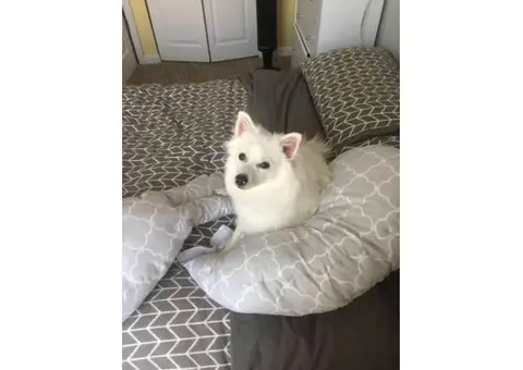 american eskimo puppies for sale in michigan