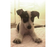 jack russell terrier puppies for sale in ohio - 1
