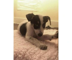 jack russell terrier puppies for sale in ohio - 2