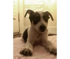 jack russell terrier puppies for sale in ohio - 3
