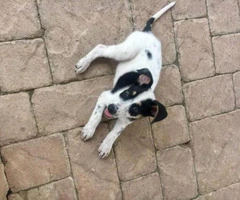 jack russell terrier puppies for sale in ohio - 4