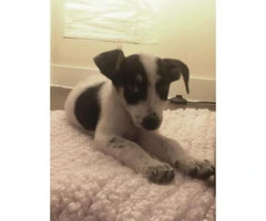 jack russell terrier puppies for sale in ohio - 5