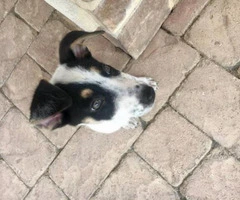 jack russell terrier puppies for sale in ohio - 7