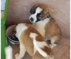 saint bernard puppies for sale in michigan - 1