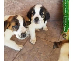 saint bernard puppies for sale in michigan - 2