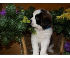 saint bernard puppies for sale in michigan - 3
