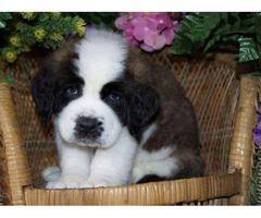saint bernard puppies for sale in michigan - 4
