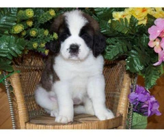 saint bernard puppies for sale in michigan - 5