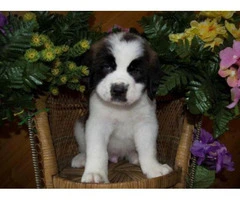 saint bernard puppies for sale in michigan - 6