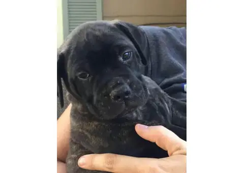 bullmastiff puppies for sale in texas