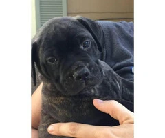 bullmastiff puppies for sale in texas