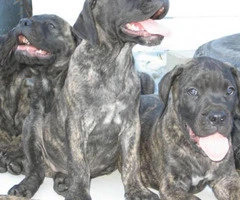 bullmastiff puppies for sale in texas