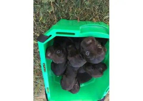 boykin spaniel puppy for sale