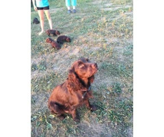 boykin spaniel puppy for sale - 3