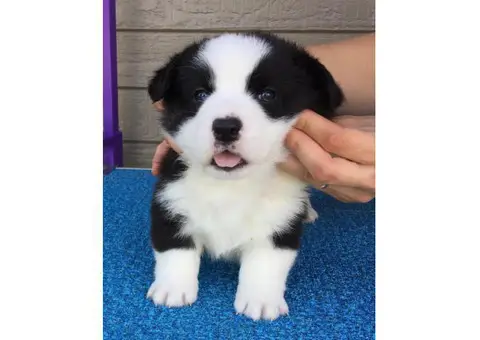 cardigan welsh corgi puppies