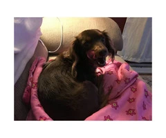 5 year old female dachshund looking for a new home