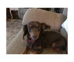 5 year old female dachshund looking for a new home - 3