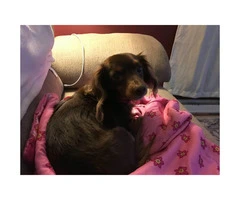 5 year old female dachshund looking for a new home - 4