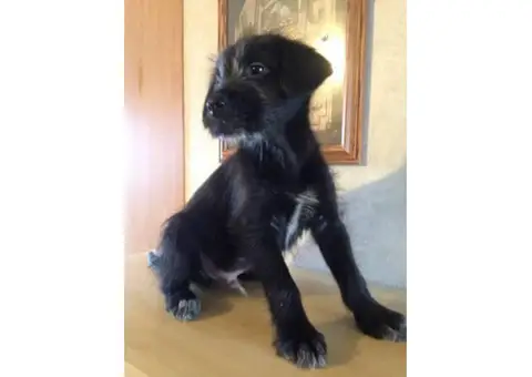 8 weeks old schnauzer lab mix puppy for sale