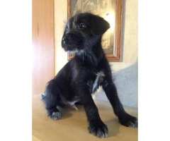 8 weeks old schnauzer lab mix puppy for sale - 1