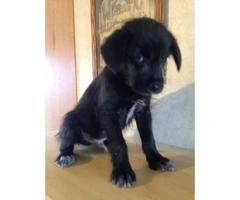 8 weeks old schnauzer lab mix puppy for sale - 2