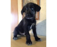 8 weeks old schnauzer lab mix puppy for sale - 3