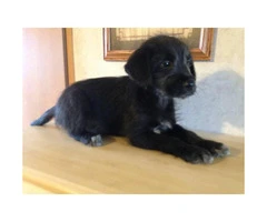8 weeks old schnauzer lab mix puppy for sale - 7