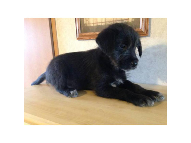 8 weeks old schnauzer lab mix puppy for sale in Louisville ...