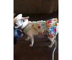 Lovely personality Chihuahua Puppies for Adoption