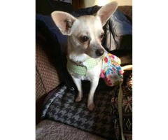 Lovely personality Chihuahua Puppies for Adoption - 2