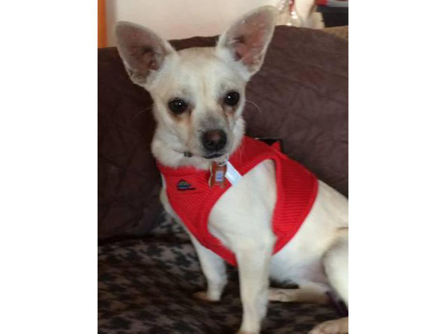 Lovely personality Chihuahua Puppies for Adoption in