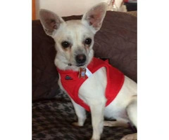 Lovely personality Chihuahua Puppies for Adoption - 3
