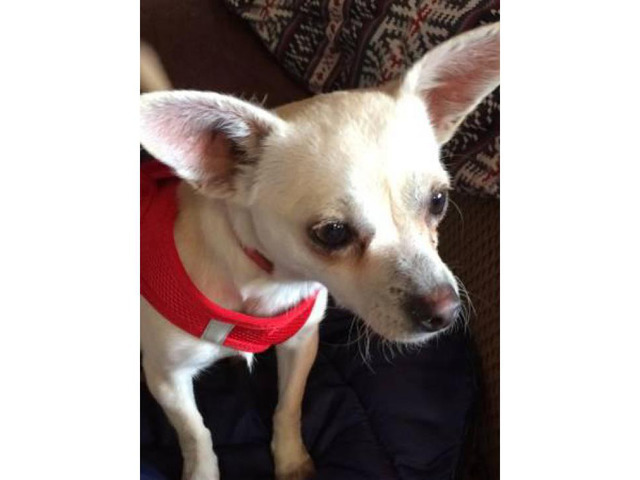 Lovely personality Chihuahua Puppies for Adoption in
