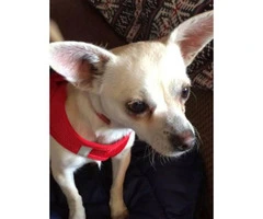 Lovely personality Chihuahua Puppies for Adoption - 4