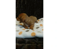 2 long haired female minature dachshunds puppies - 5