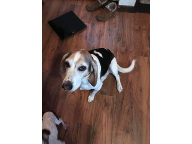 Hound Dog for Sale in Schenectady , New York - Puppies for ...